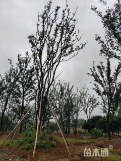 50公分丛生朴树