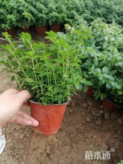 高度10厘米满天星