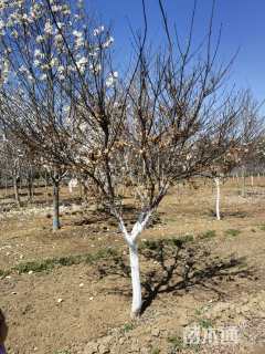 12公分美国红枫