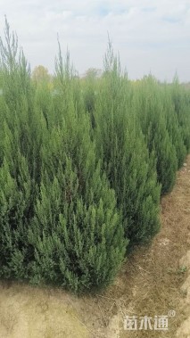 高度200厘米塔柏