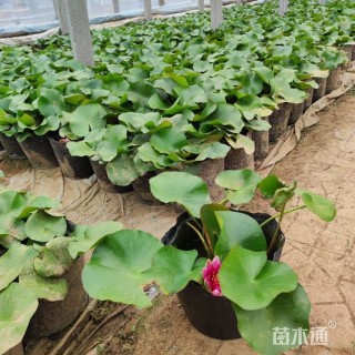 高度25厘米水葫芦