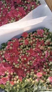 高度20厘米球菊