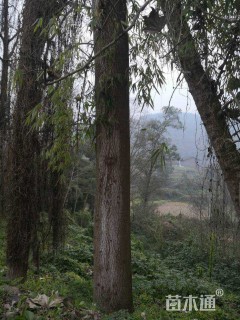 高度2500厘米野梧桐