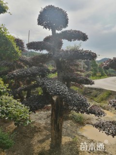 造型红花继木桩