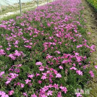 高度5厘米福禄考