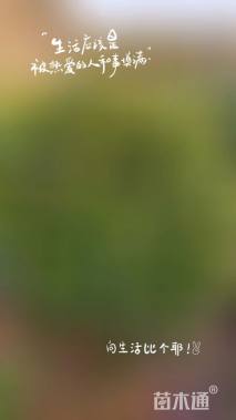 高度150厘米茶梅