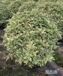 高度60厘米花叶栀子