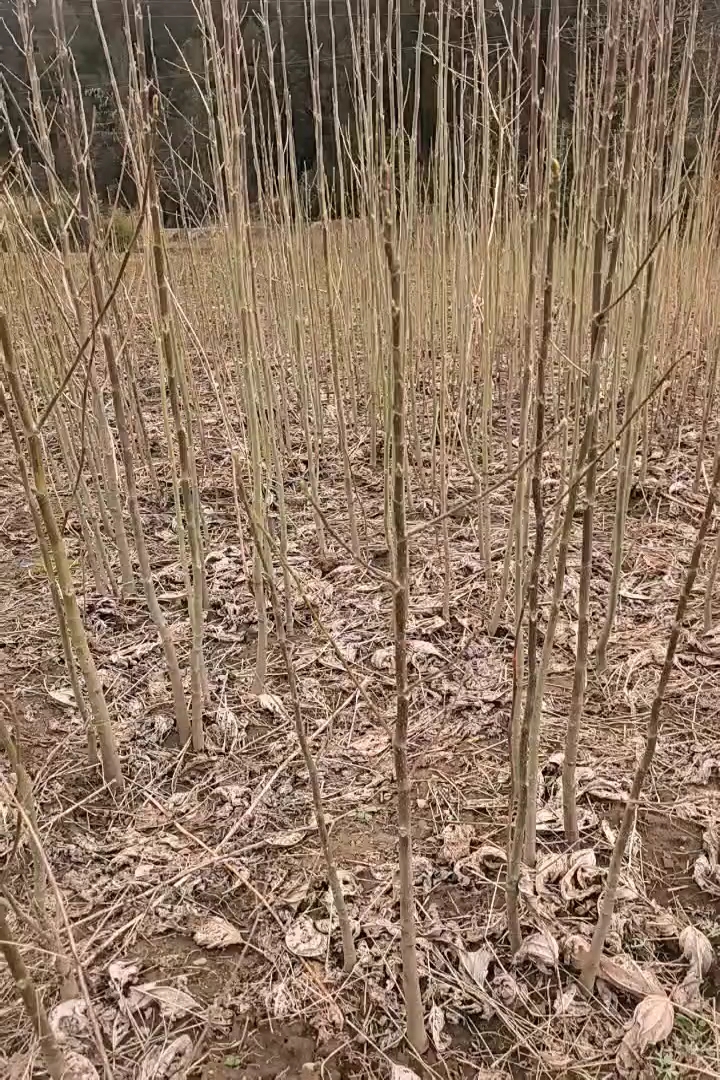 高度3厘米红豆杉小苗
