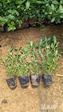 高度15厘米夜来香