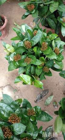 高度35厘米新加坡龙船花