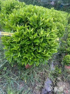 高度100厘米非洲茉莉球