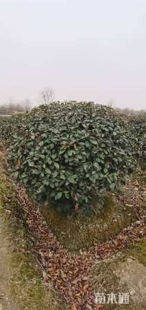 冠幅1500厘米红叶石楠球