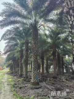 中东海藻