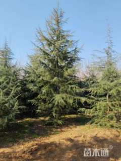 高度300厘米雪松