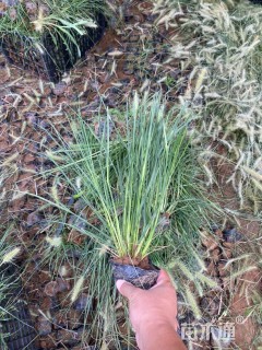 高度32厘米狼尾草