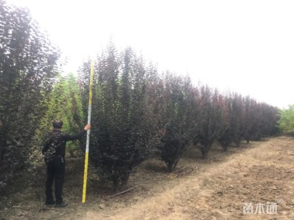 高度4厘米密枝红叶李