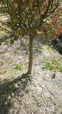 13公分垂丝海棠