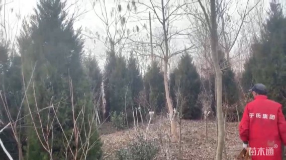 高度220厘米桧柏
