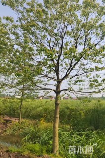 12公分乌桕