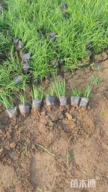 高度15厘米阔叶麦冬