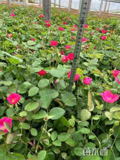 高度40厘米丰花月季