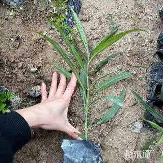 高度20厘米蓝花莉