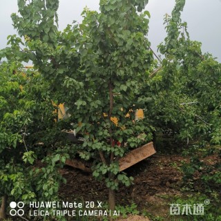 10公分山杏