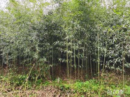 地栽苗刚竹