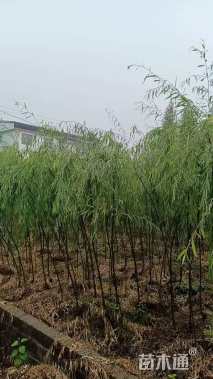 2公分垂柳