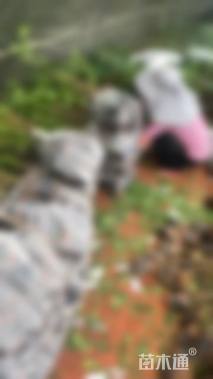 高度40厘米三角梅