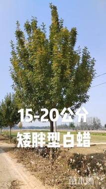 18公分白蜡