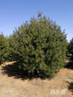 高度400厘米白皮松