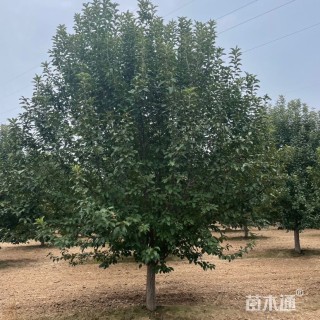 15公分绚丽海棠
