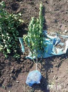 高度50厘米大叶黄杨