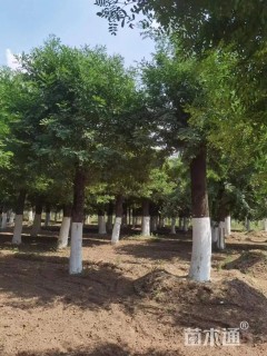 40公分皂荚