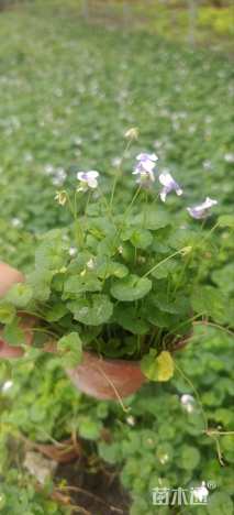 高度10厘米肾叶堇