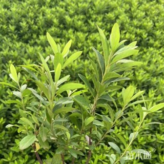 高度35厘米毛鹃