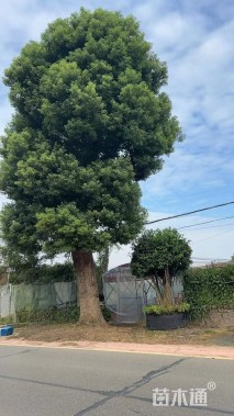 86公分香樟