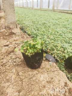 高度10厘米蛇莓