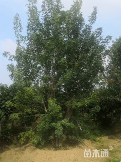 高度700厘米丛生元宝枫