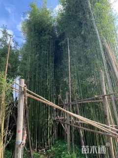 地栽苗刚竹