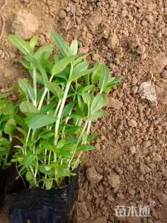 高度30厘米千屈菜