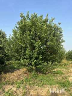 15公分八棱海棠