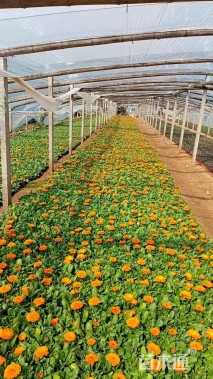 高度15厘米金盏菊