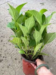 高度25厘米八仙花