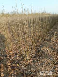 高度150厘米木槿