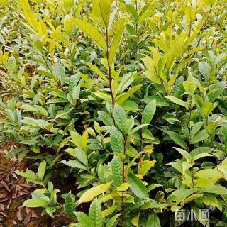 1公分苦槠
