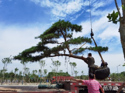 10公分造型黑松