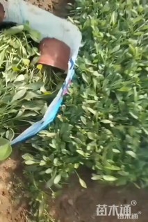 高度15厘米两色金鸡菊