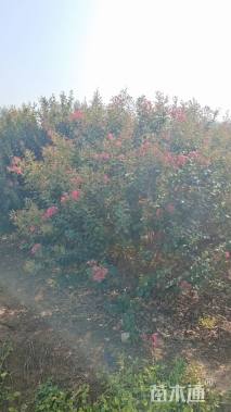 高度200厘米丛生紫薇